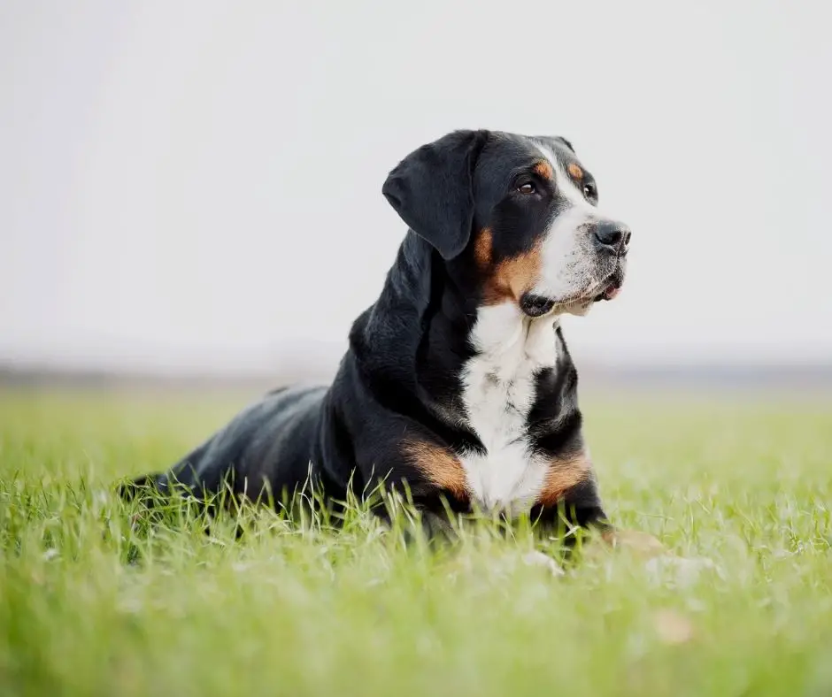 At What Age Do Rottweilers Become Protective? - Rottweiler Expert