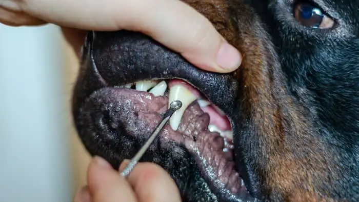 Another important part of grooming is taking care of your dog's teeth
