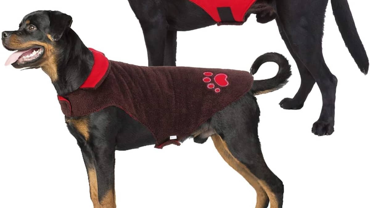 Dog Sweaters For Rottweilers