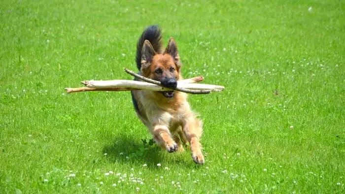 German Shepherds are the third most intelligent dogs on the planet