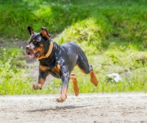 Rottweiler Expert