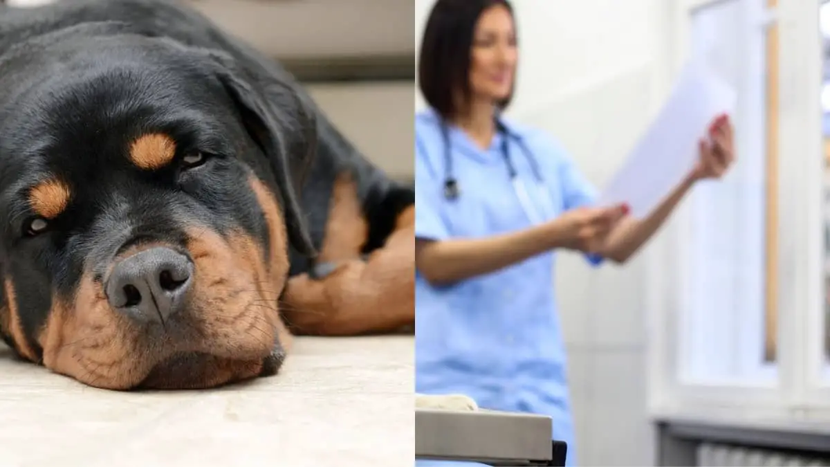 How To Help Rottweiler Stomach Problems