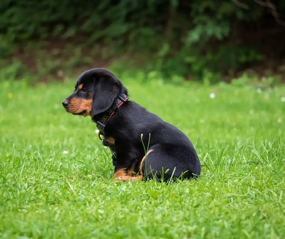 can i dock my rottweilers tail