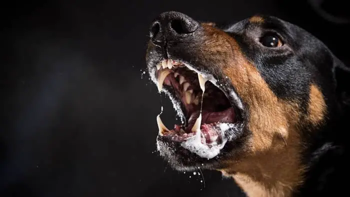 Most Common Rottweiler Aggression Signs