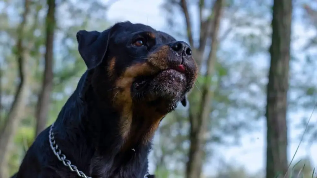 Most Common Rottweiler Aggression Signs