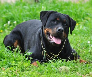 why do rottweilers growl