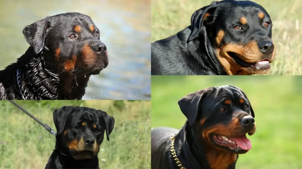 Rottweiler Head Types