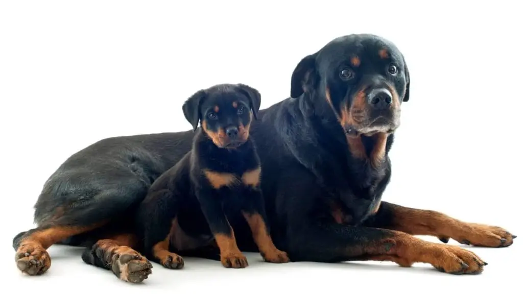 Rottweiler Runt Growth Chart