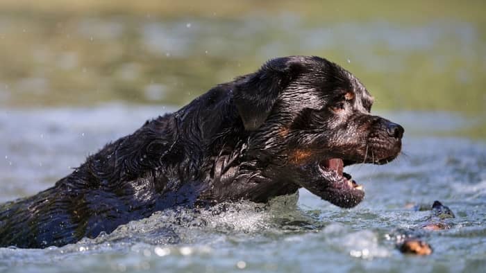 Rottweiler swimming