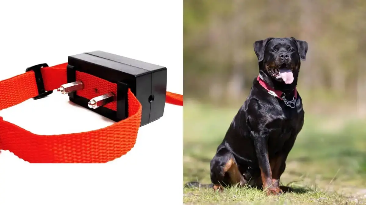 what is the best shock collar for a rottweiler