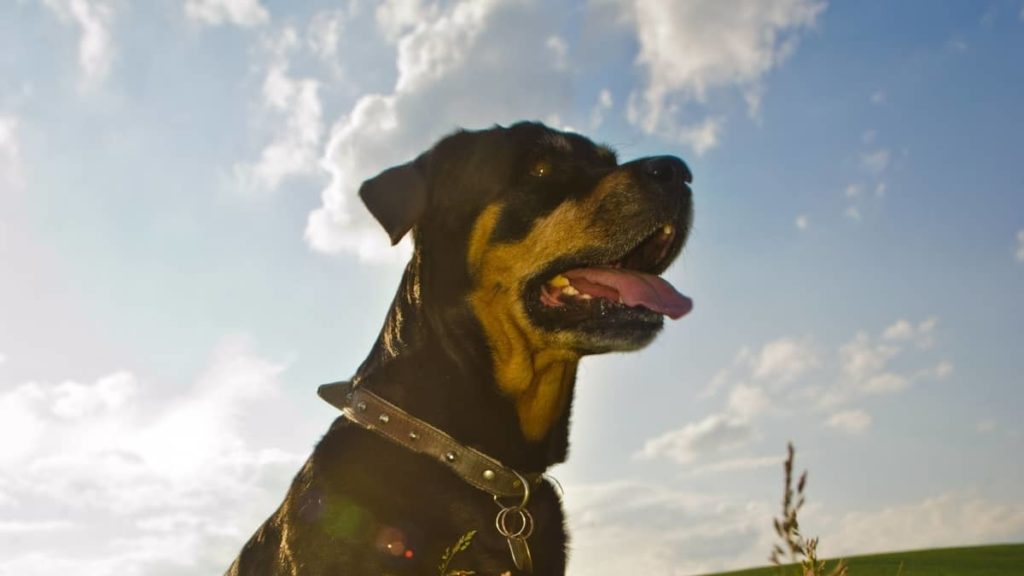 What Were Rottweilers Bred For