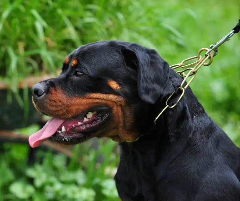 why-do-rottweilers-growl-when-you-pet-them-rottweiler-expert