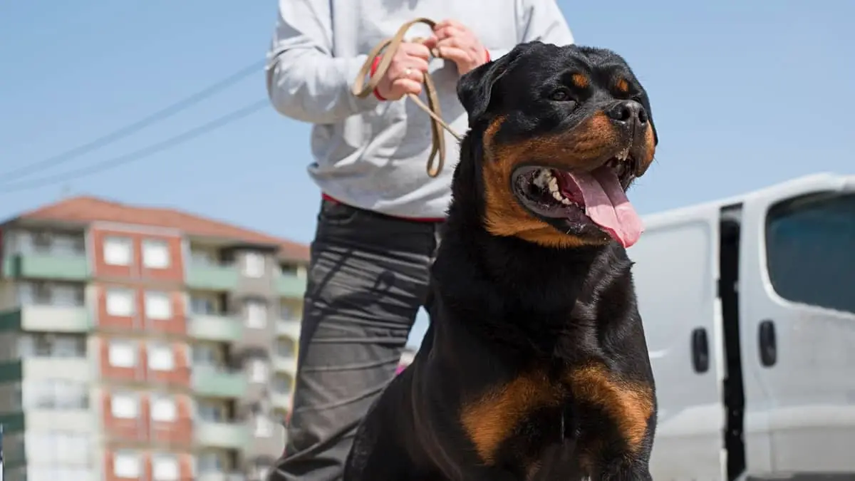 Will My Rottweiler Protect Me