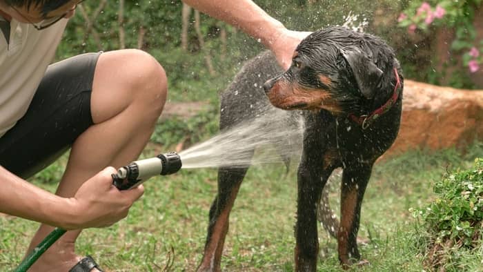 bathe your dog regularly