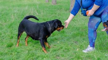 what is the best shock collar for a rottweiler