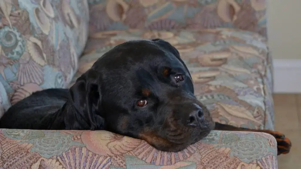 Are Rottweilers Good Apartment Dogs? - Rottweiler Expert