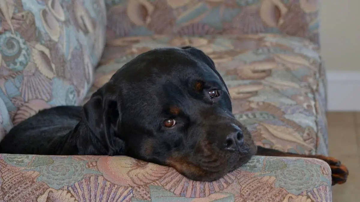 Are Rottweilers Good Apartment Dogs