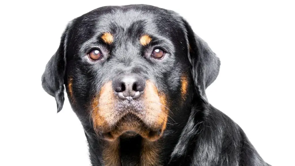 Do Rottweilers Have An Undercoat