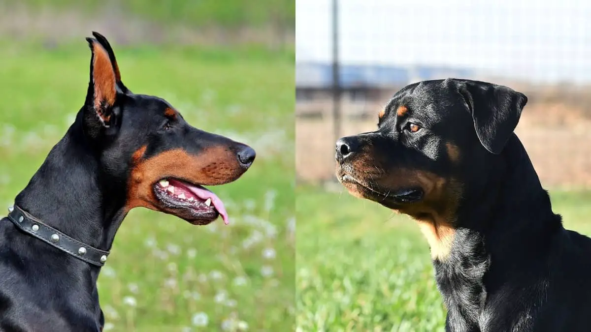 Doberman vs Rottweiler Size