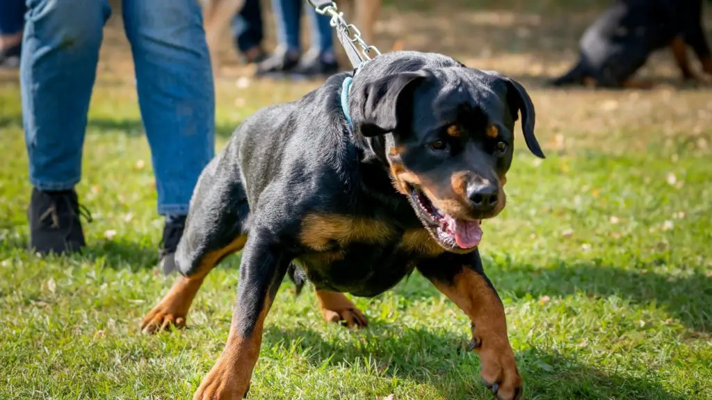 Rottweiler Courageous Temperament