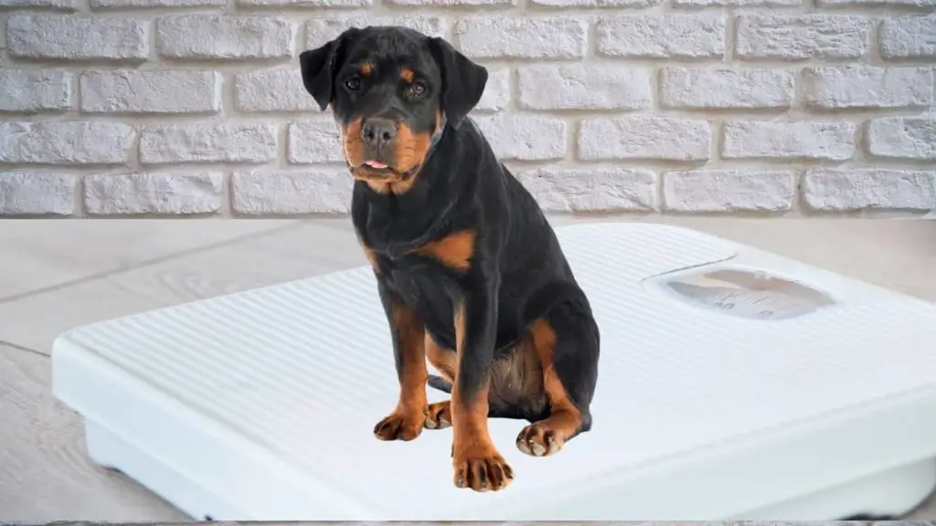 The Original American Rottweiler Weight