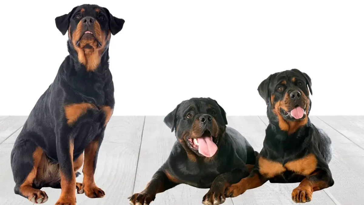 Three Types Of Rottweiler Breeds