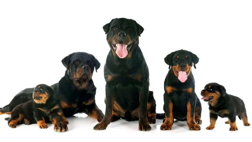 When Do Rottweilers Mature