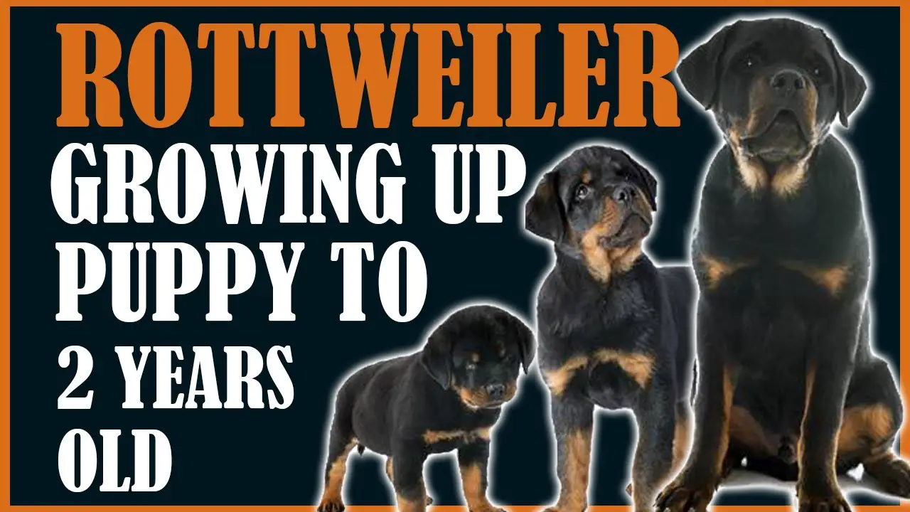 when do rottweilers calm down