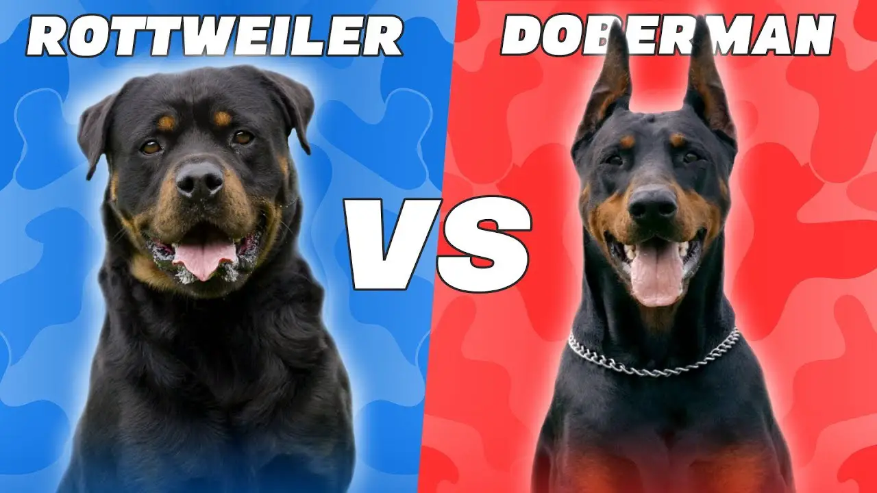 are dobermans more dangerous than rottweilers