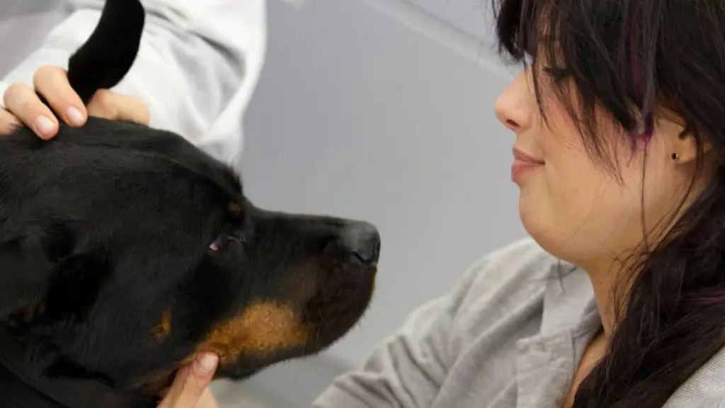 Entropion In Rottweilers - Important Facts