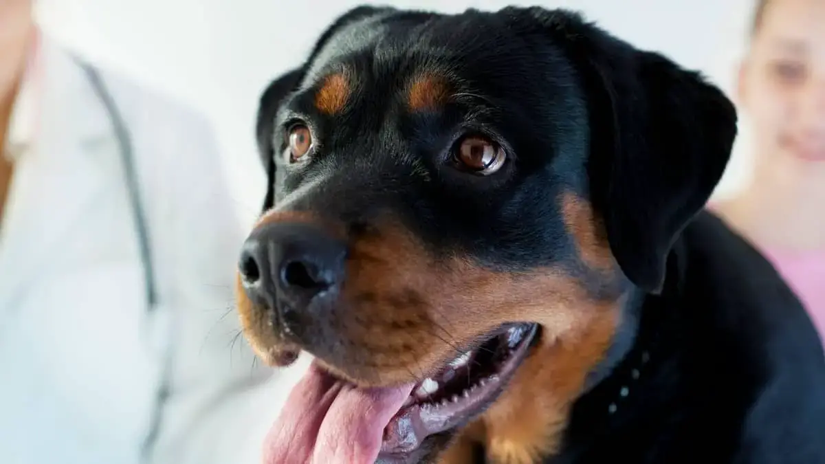 how much does a female rottweiler weight