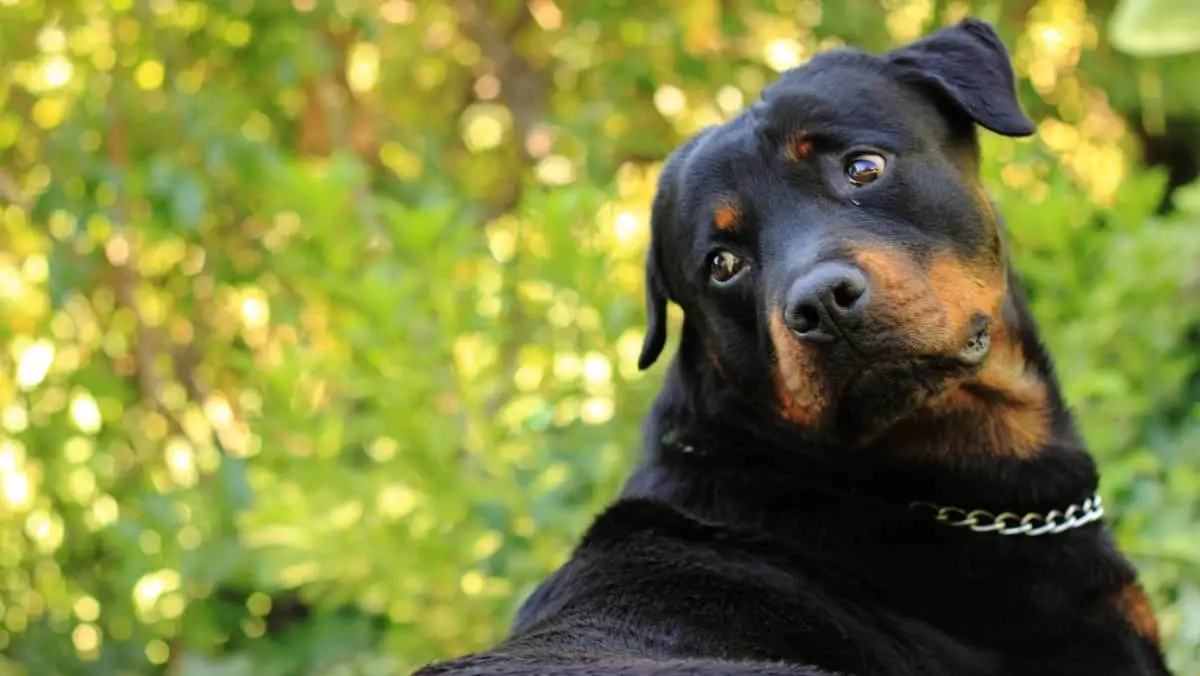 How Long Do Female Rottweilers Live