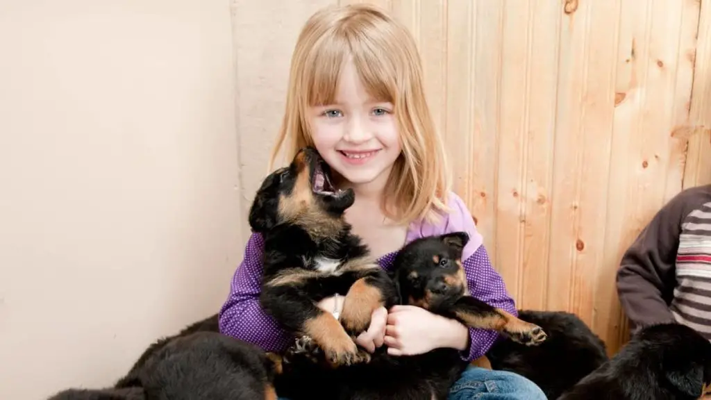 Rottweiler Puppy Growls When Picked Up