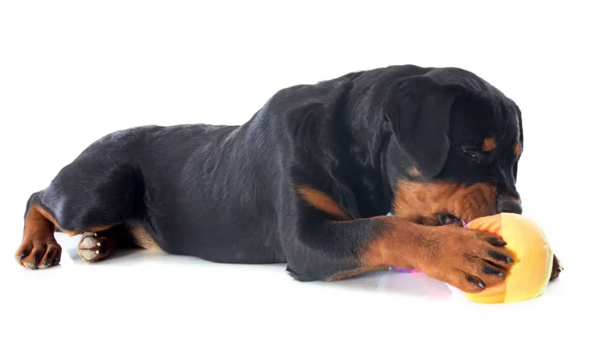Three Best Chew Toys For Rottweiler Puppies