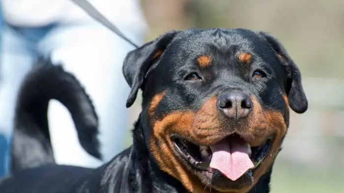 What Should A Rottweiler's Head Look Like