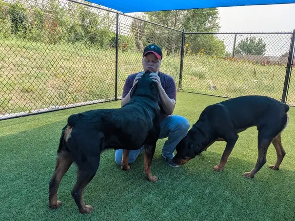 Dr. Julie Adams playing with a few of her Rottweiler patients