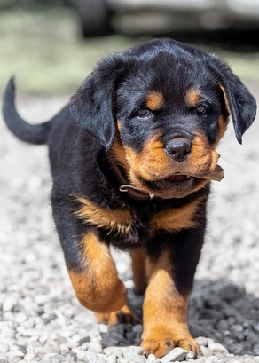 Rottweiler Puppy Chewing On A Stick