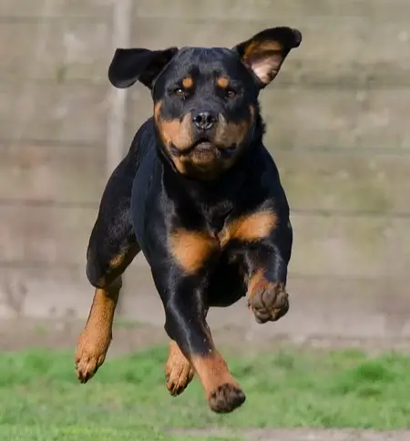Rottweiler Running Back To Owner After Hearing Its Name Called
